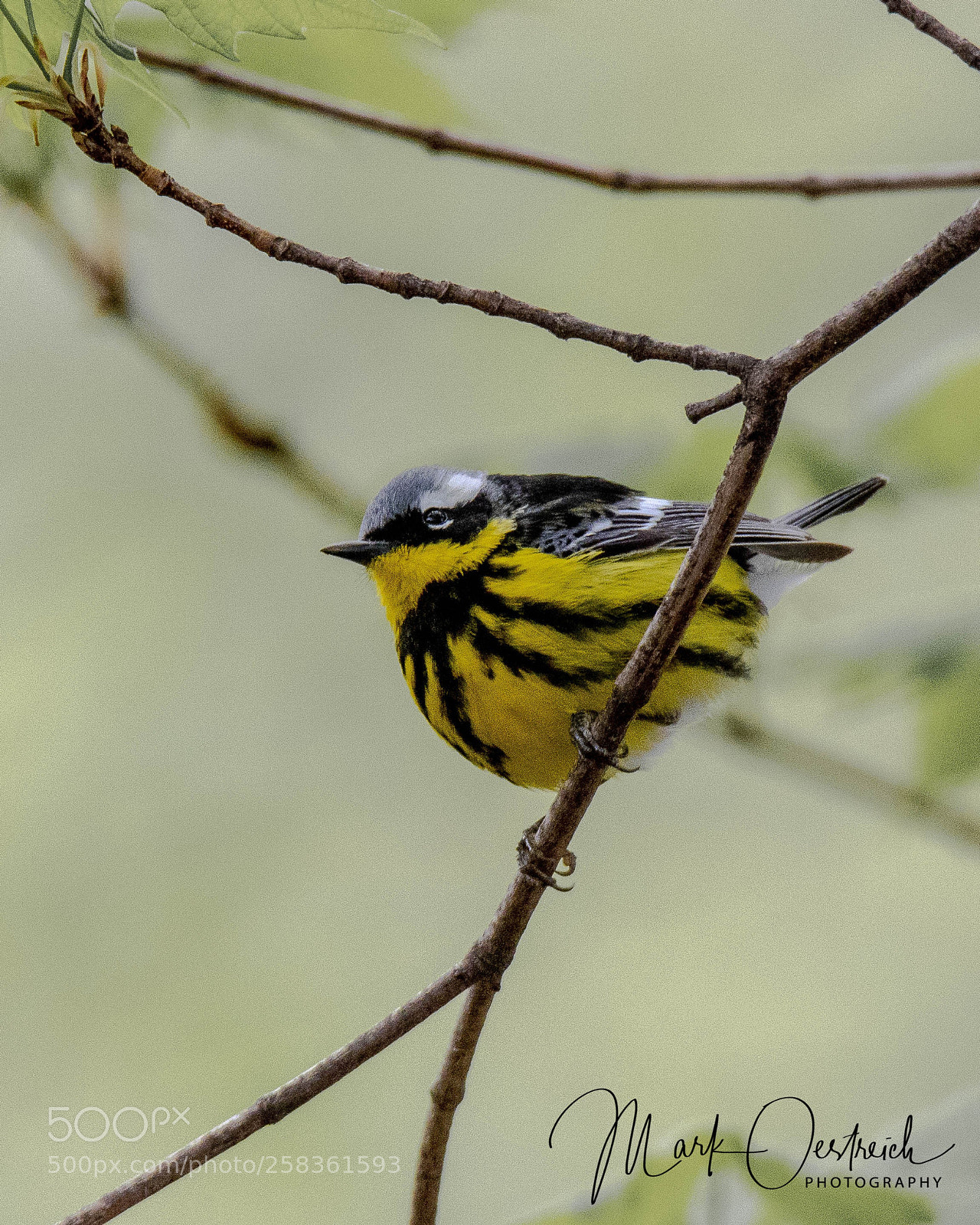 Canon EOS 80D sample photo. Magnolia warbler photography