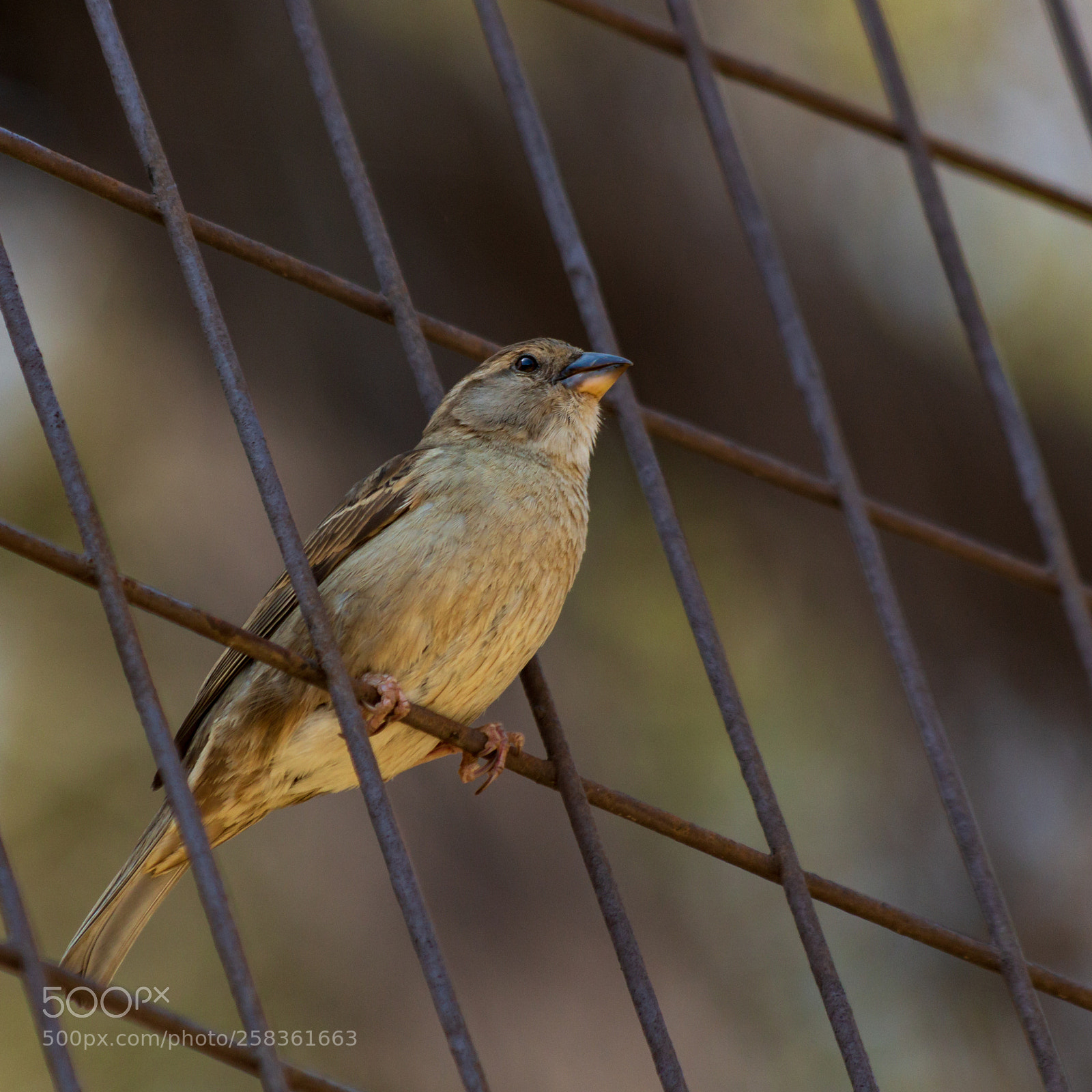 Canon EOS 700D (EOS Rebel T5i / EOS Kiss X7i) sample photo. Contemplating freedom photography