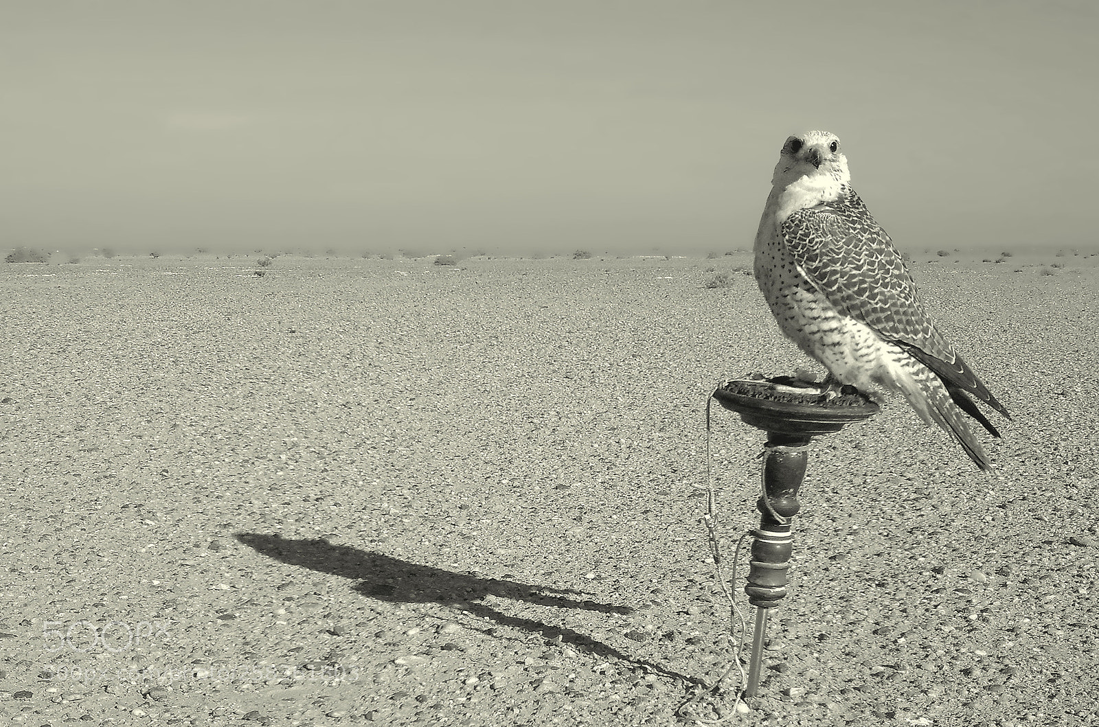 Nikon D7000 sample photo. Wild life photography