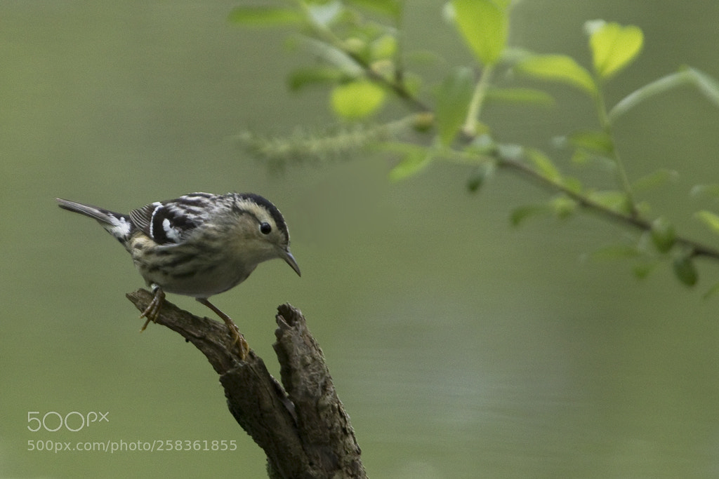 Canon EOS 7D Mark II sample photo. Black and white warbler photography