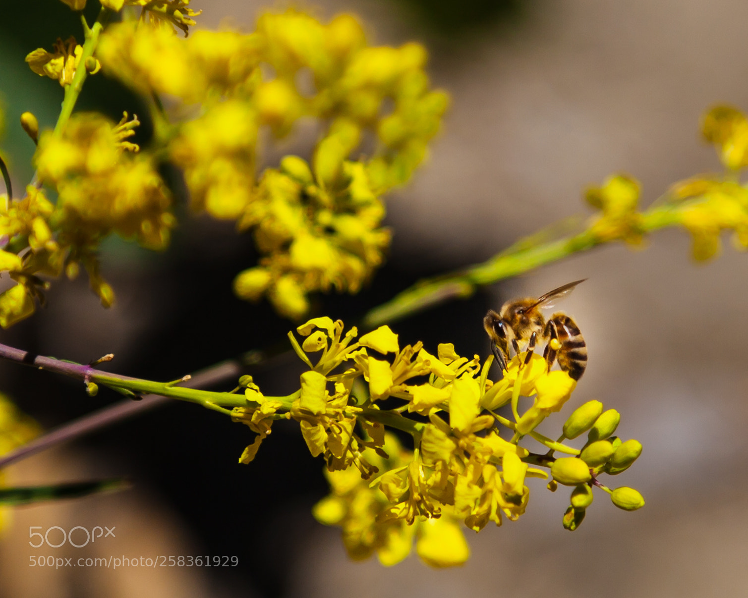 Canon EOS 5D Mark II sample photo. ? photography