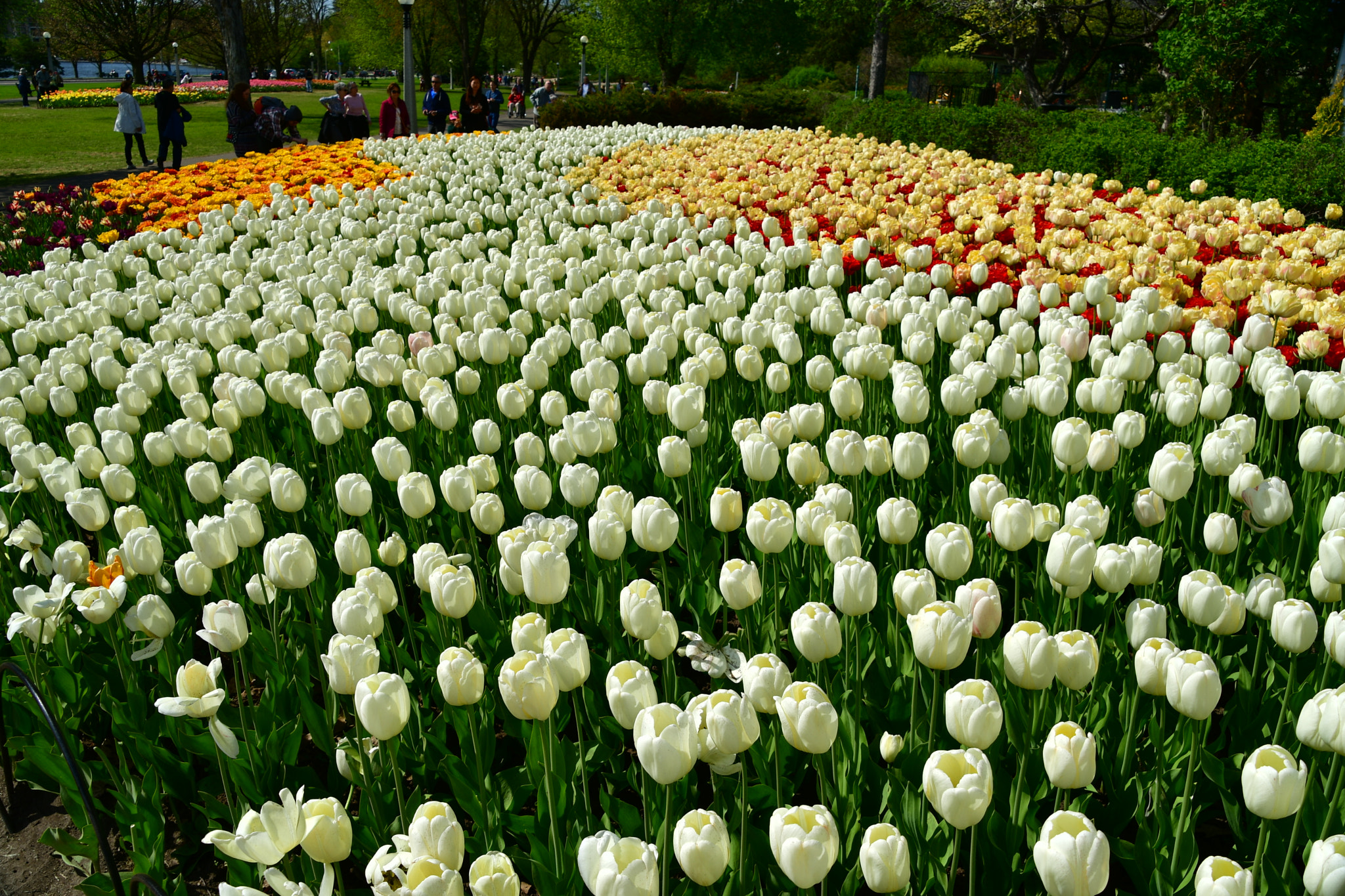 Nikon D7500 sample photo. Tulips festival  photography