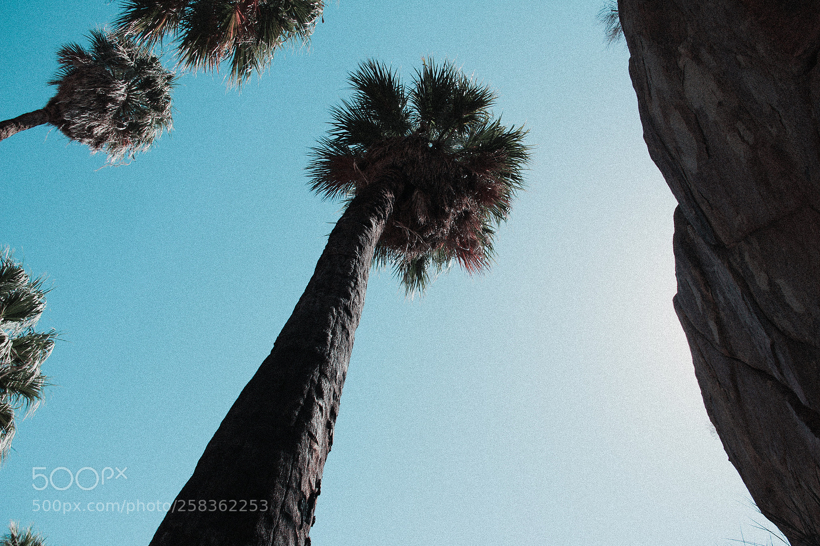 Canon EOS 650D (EOS Rebel T4i / EOS Kiss X6i) sample photo. Under the desert sun photography