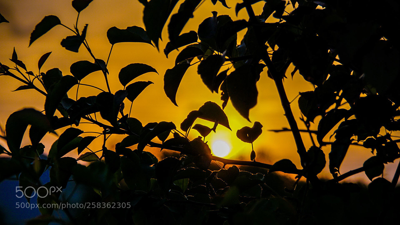 Sony a6000 sample photo. Leaves before the sunset photography