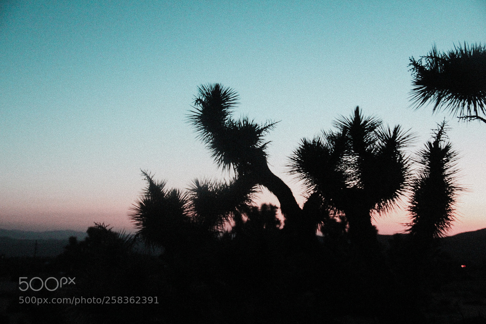 Canon EOS 650D (EOS Rebel T4i / EOS Kiss X6i) sample photo. Sunrise in joshua tree photography