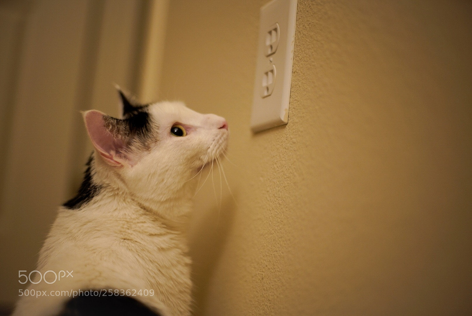 Sony a7 III sample photo. Untitled photography
