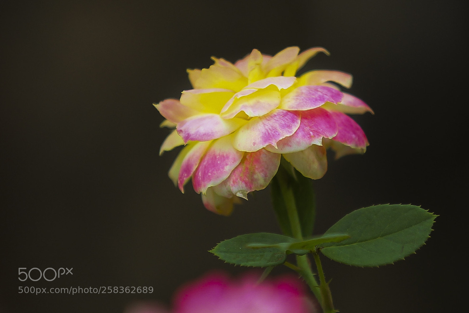 Canon EOS-1D Mark IV sample photo. Untitled photography