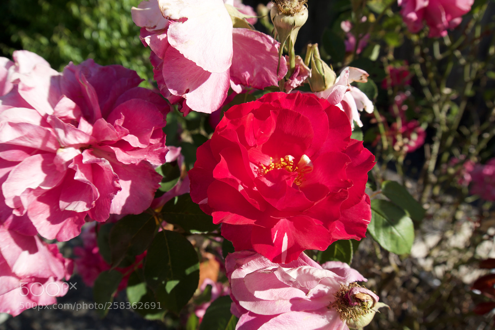 Sony a6300 sample photo. Red bloom photography