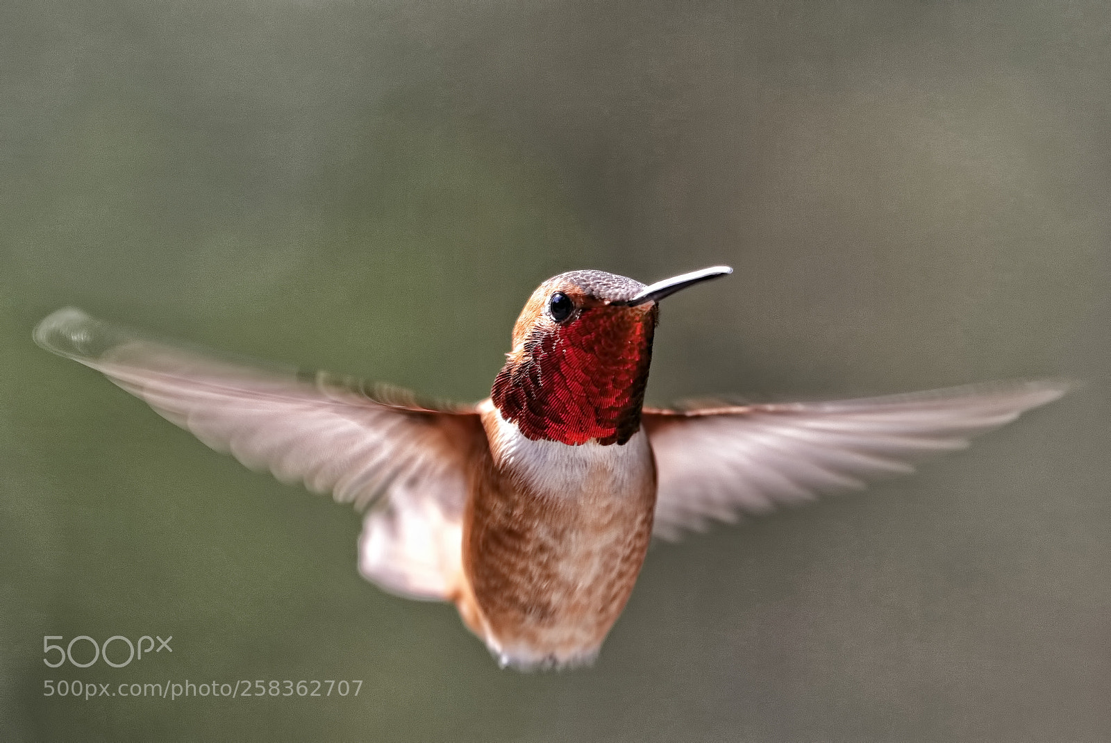 Canon EOS 80D sample photo. Belly landing photography