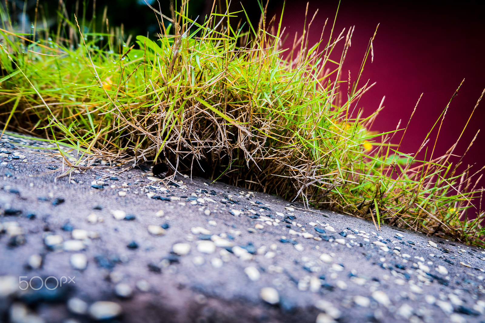 Fujifilm X-A10 sample photo. Rockygrass photography