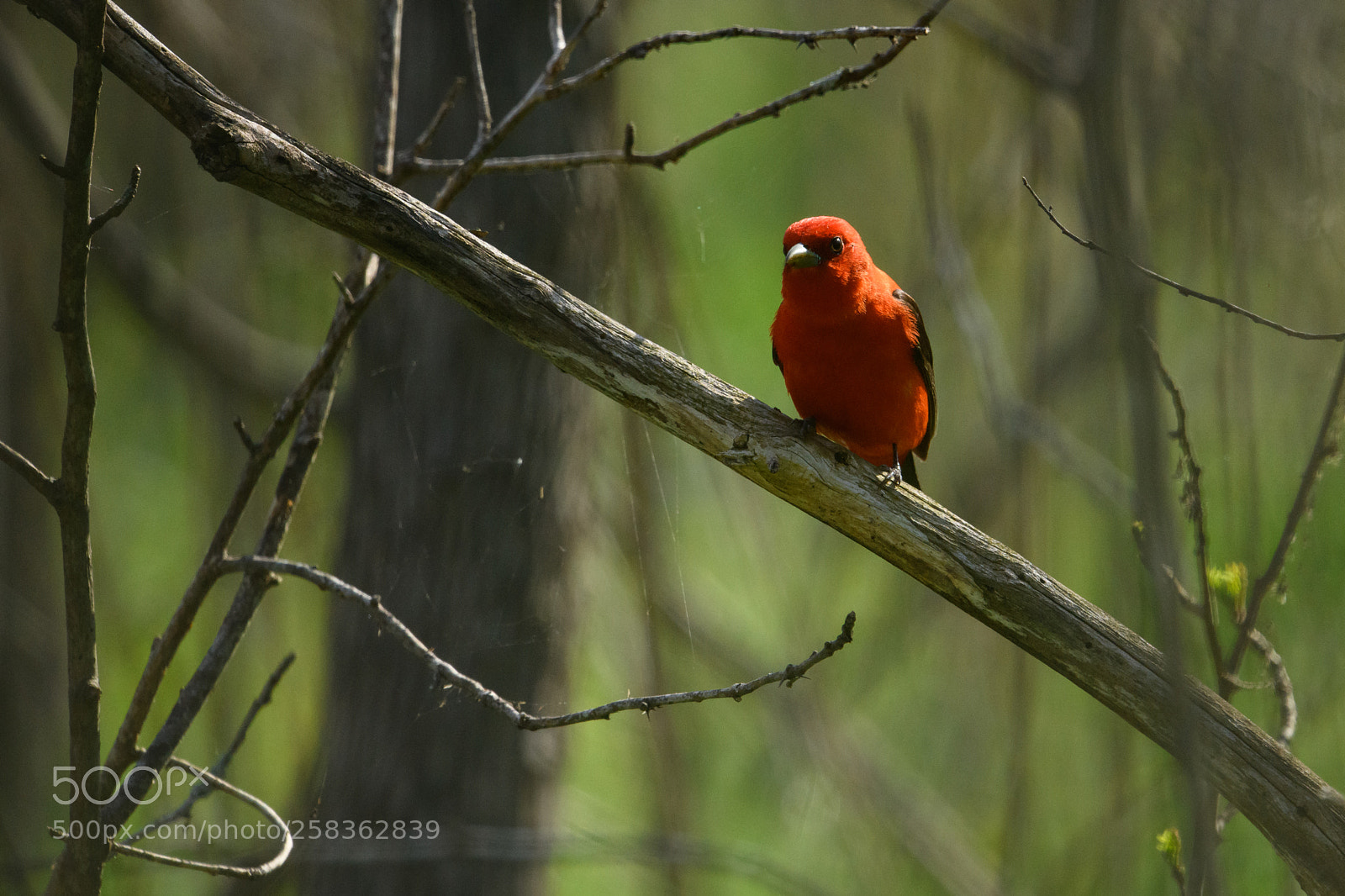 Nikon D850 sample photo. Scarlet tanager resting in photography