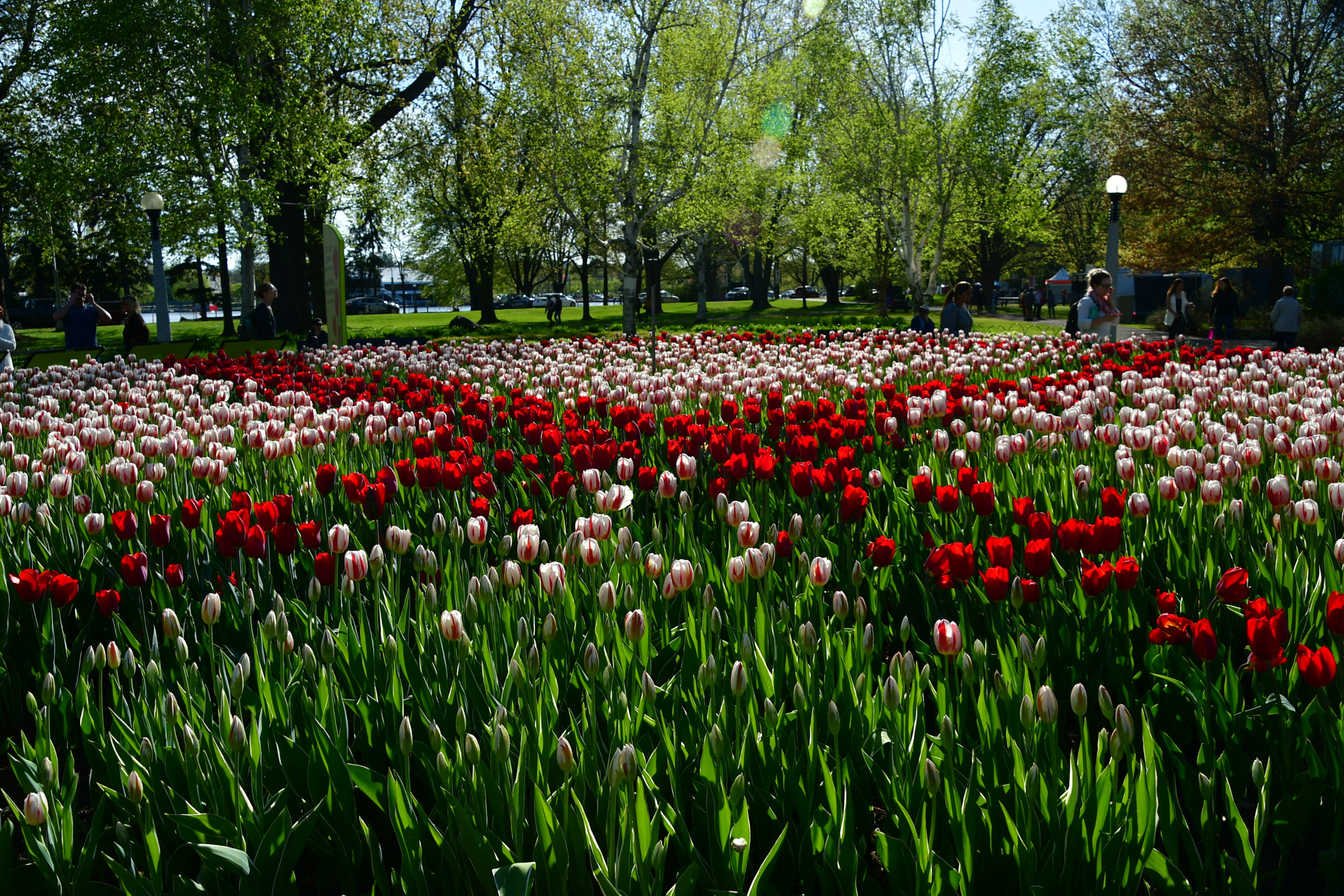 Nikon D7500 sample photo. Sea of the tulips  photography