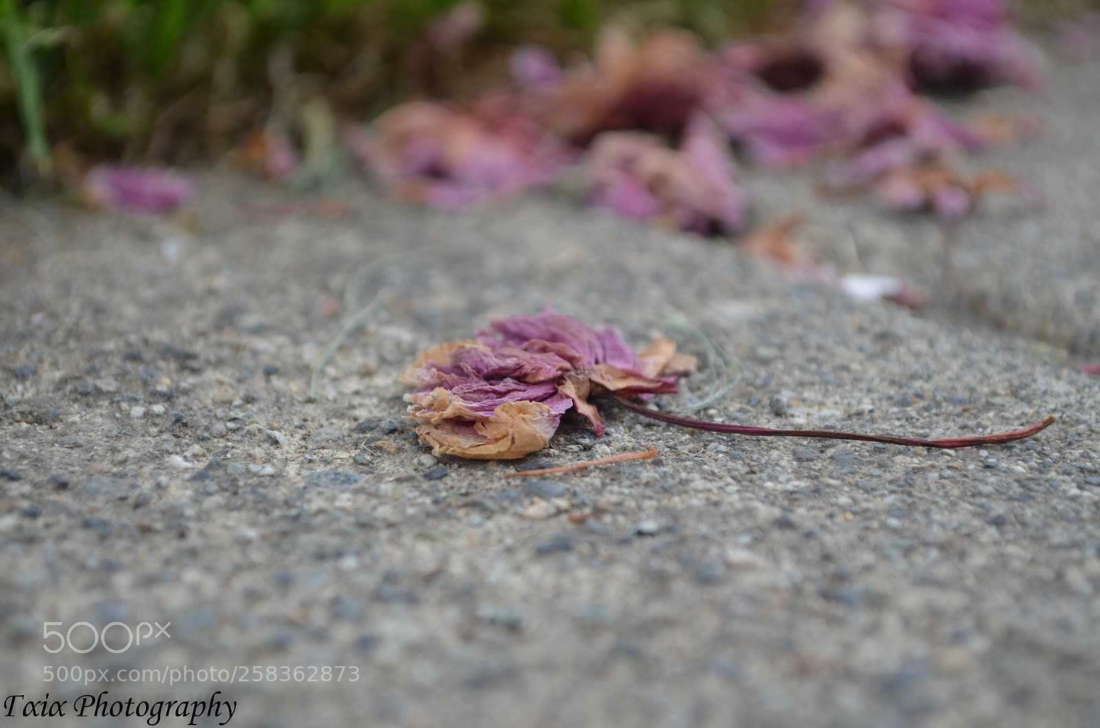 Nikon D5100 sample photo. Untitled photography