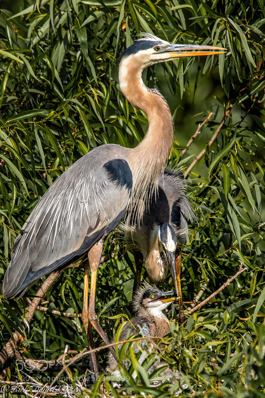 Nikon D500 sample photo. Great blue heron family photography