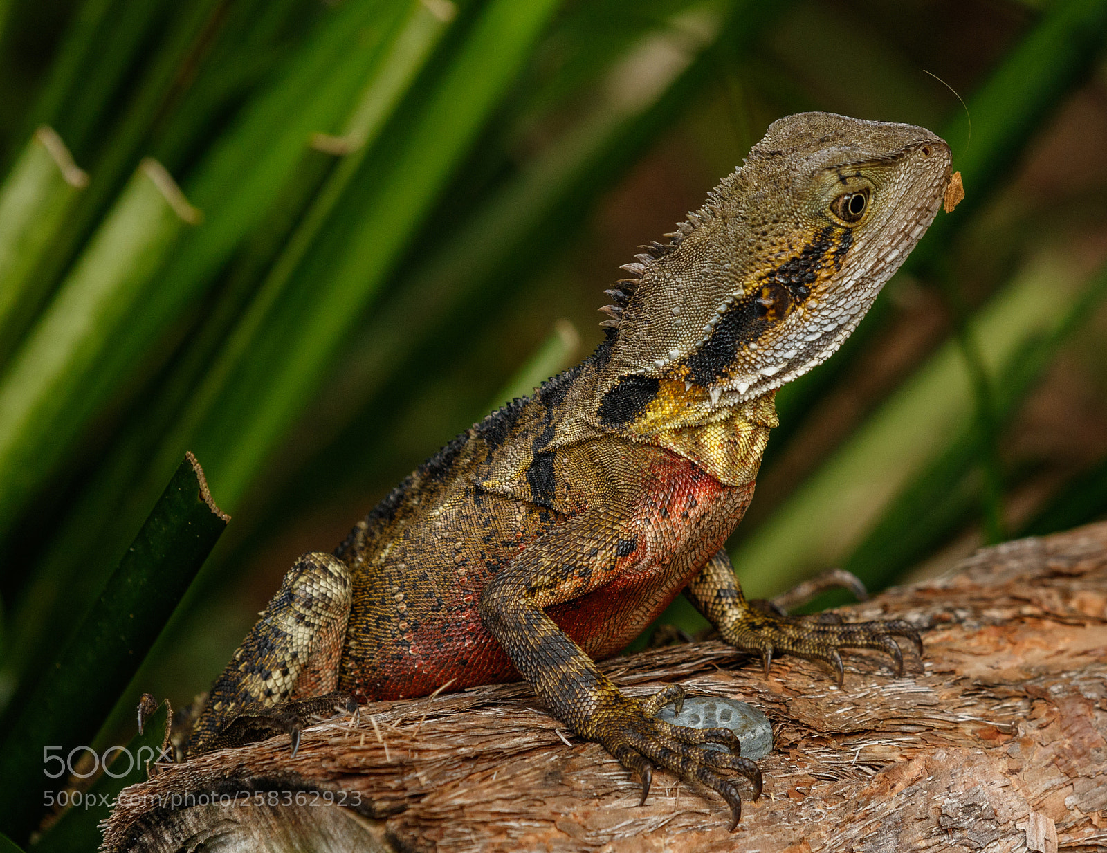 Canon EOS 7D Mark II sample photo. Lizard australia photography