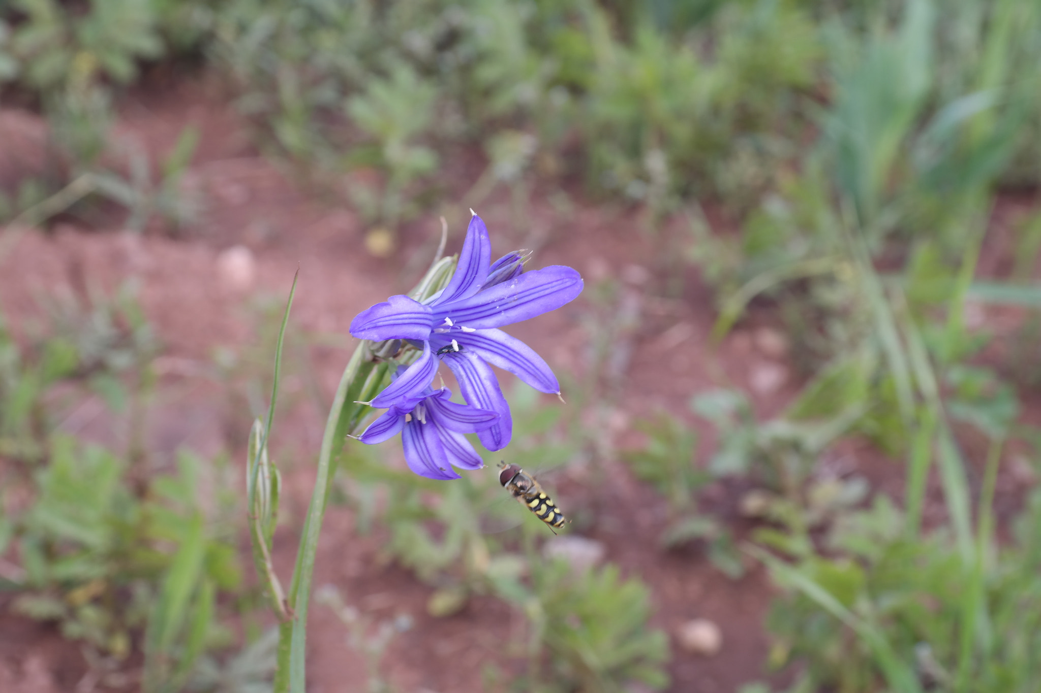 Samsung NX30 sample photo