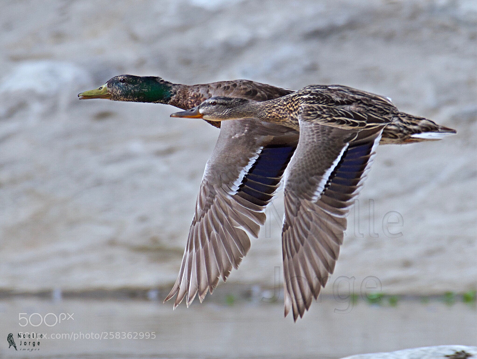 Nikon D500 sample photo. On the wings of photography