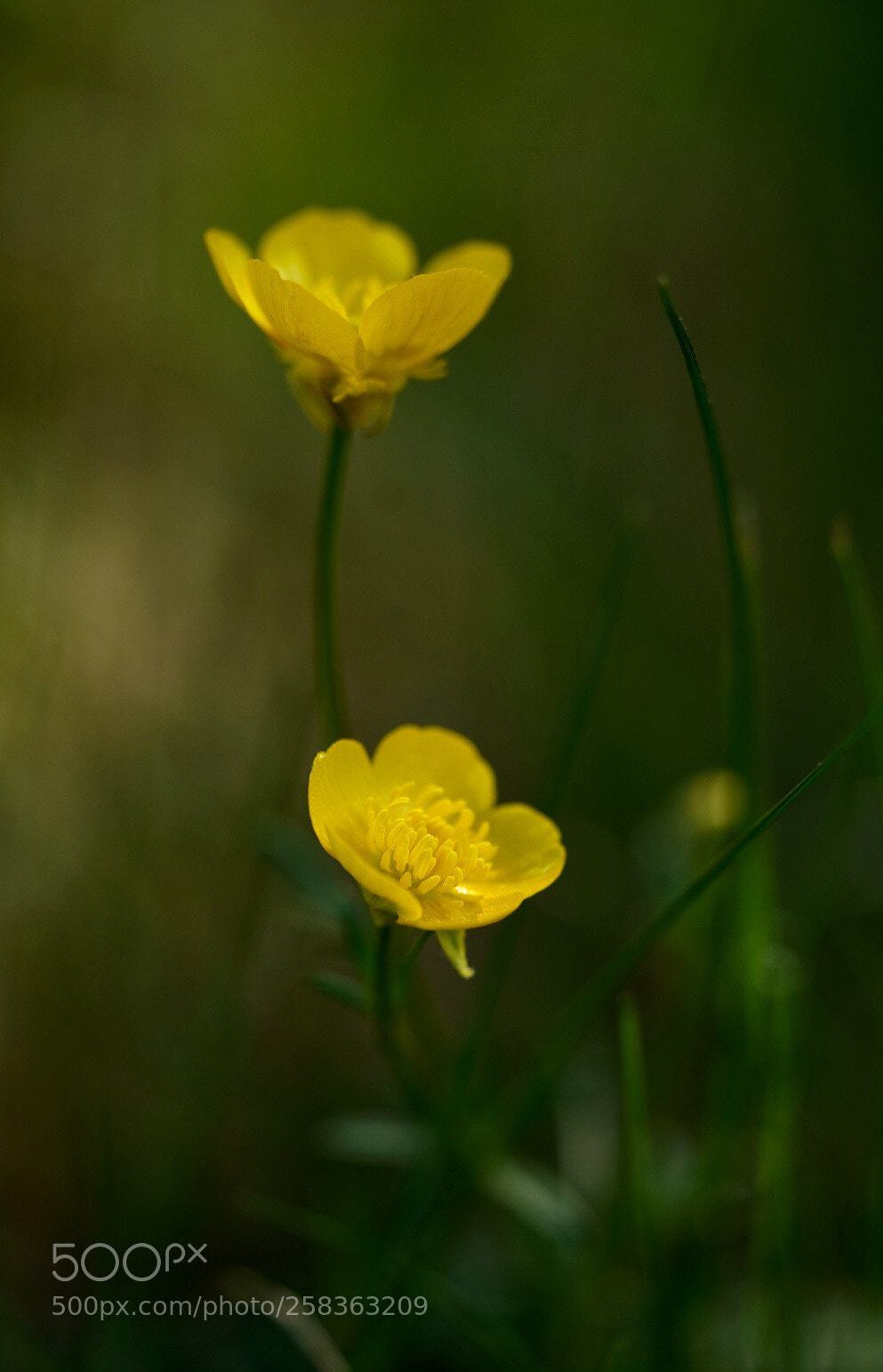 Sony a7R III sample photo. Buttercup  photography