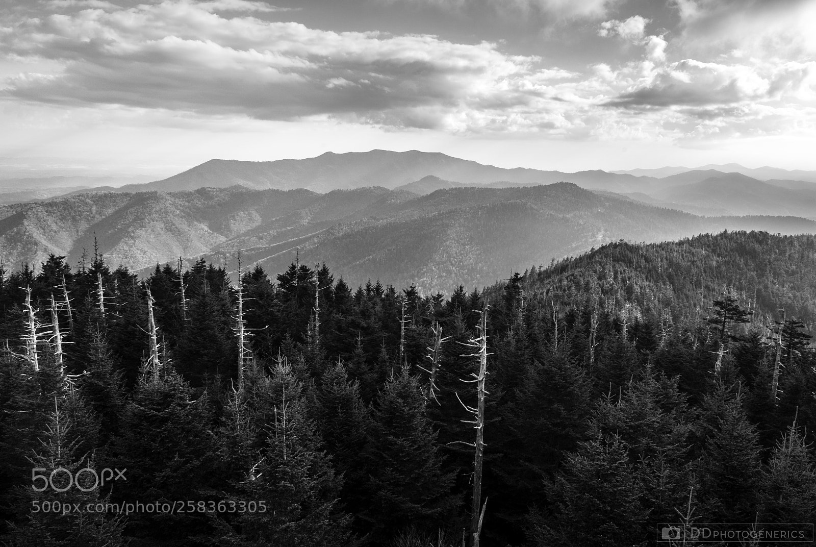 Sony a7 sample photo. Smokies in b&w photography