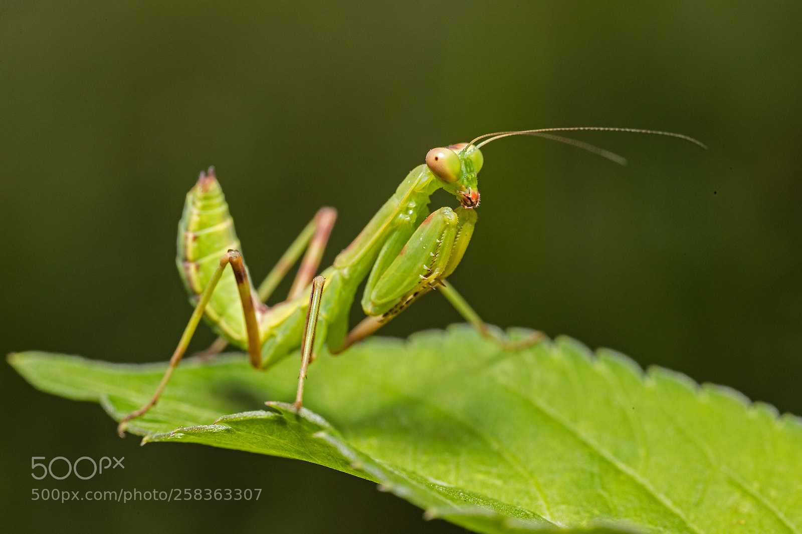 Canon EOS 6D Mark II sample photo. Baby mantis ii photography