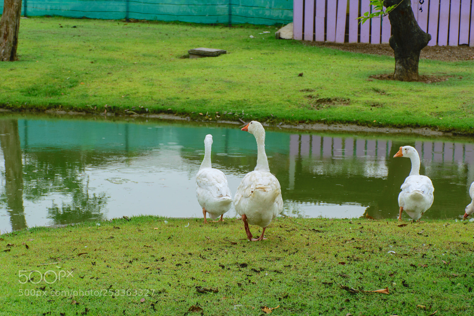 Nikon D5300 sample photo. To the pond. photography