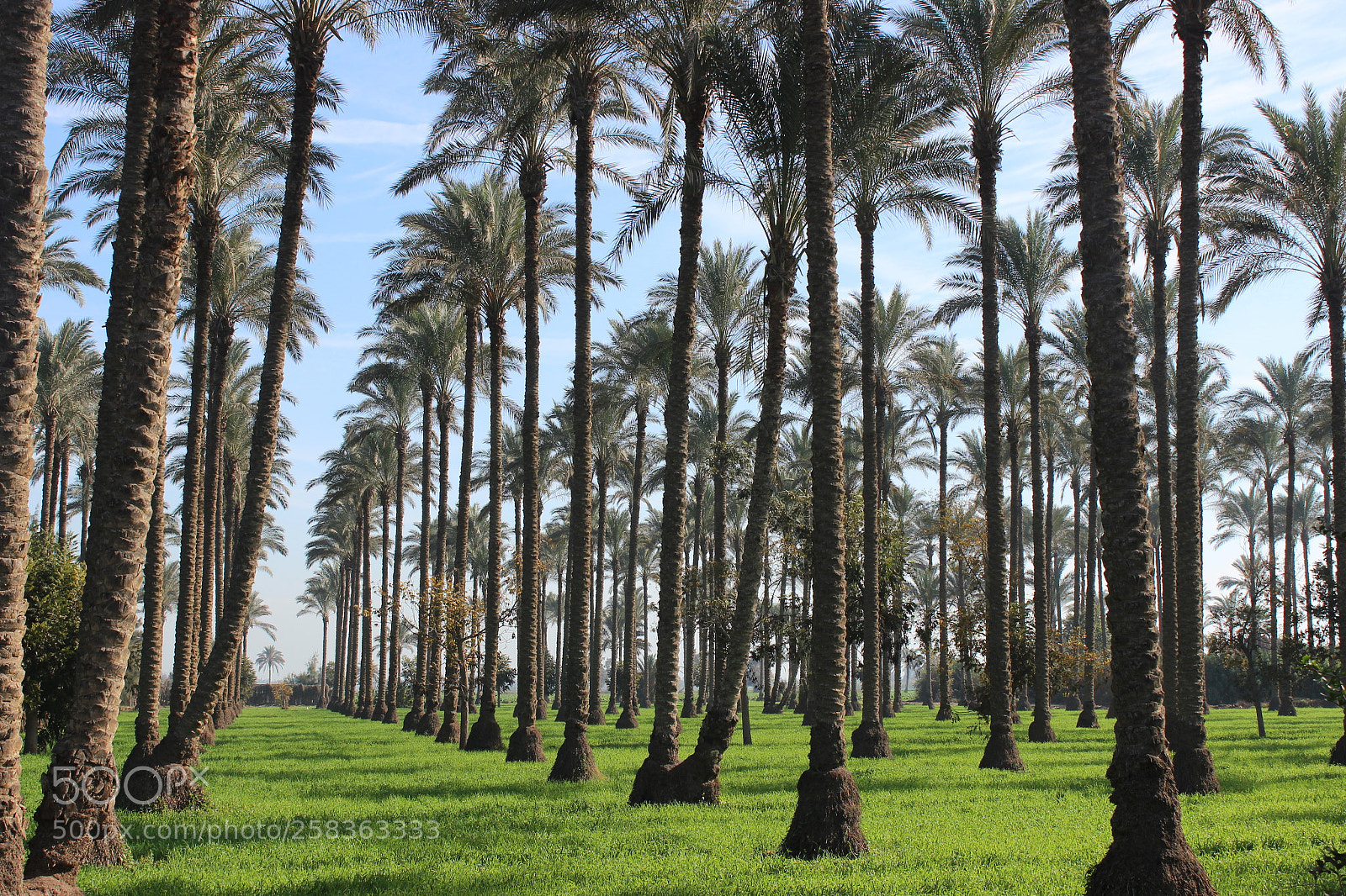 Canon EOS 600D (Rebel EOS T3i / EOS Kiss X5) sample photo. Palm trees photography