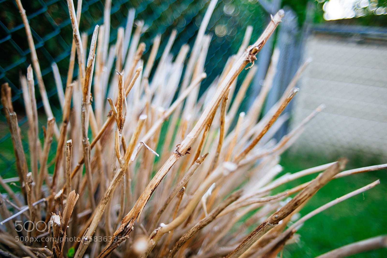Nikon D600 sample photo. Untitled photography