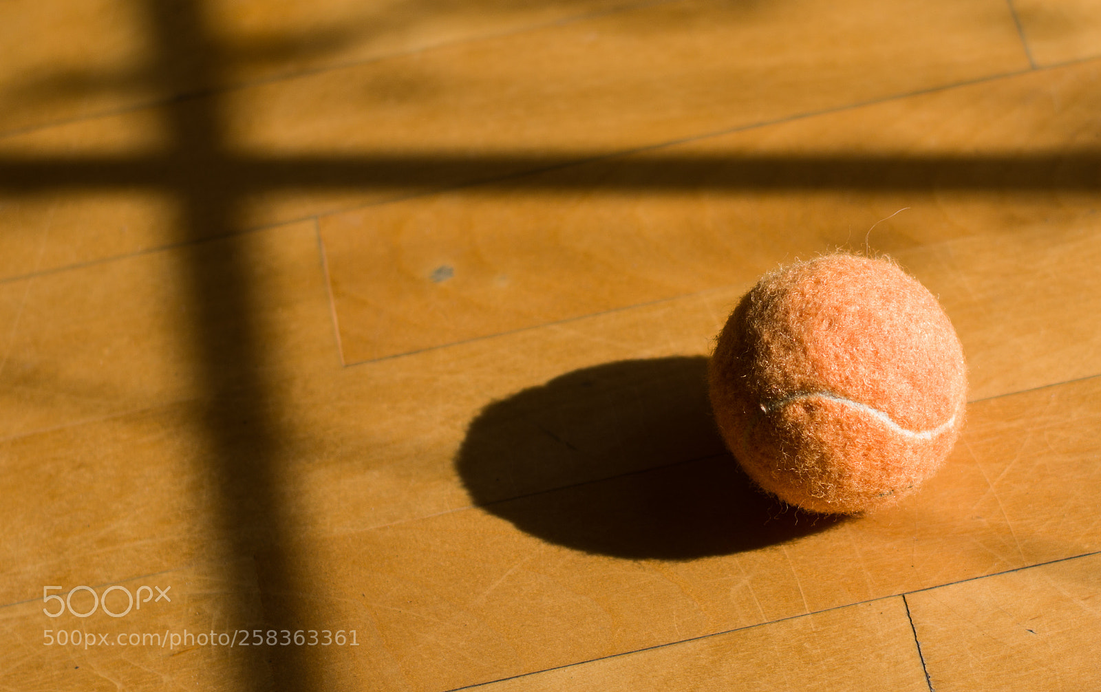 Pentax K-3 II sample photo. Where's the dog photography