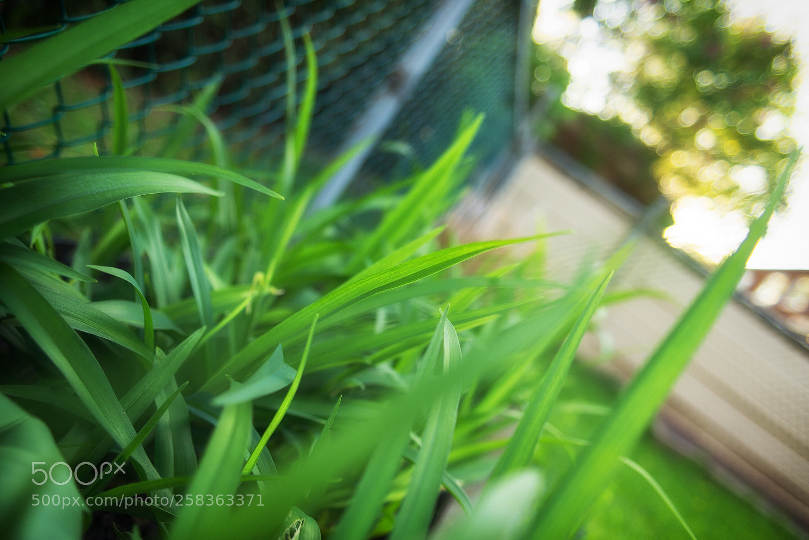 Nikon D600 sample photo. Untitled photography