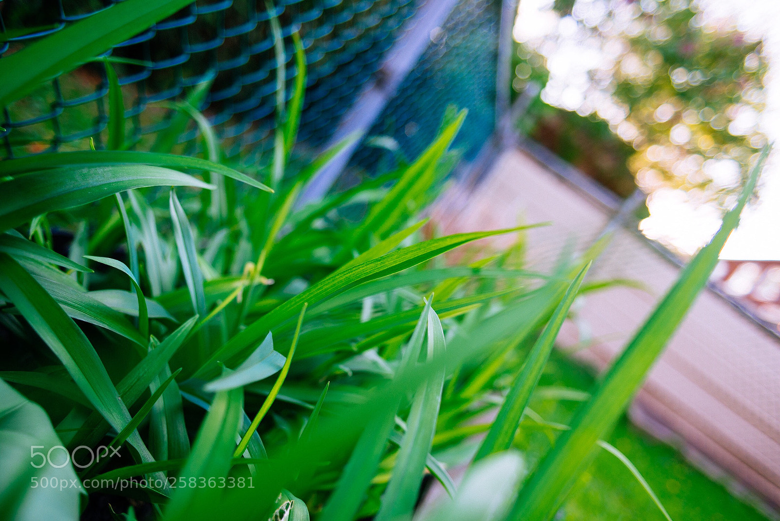 Nikon D600 sample photo. Untitled photography