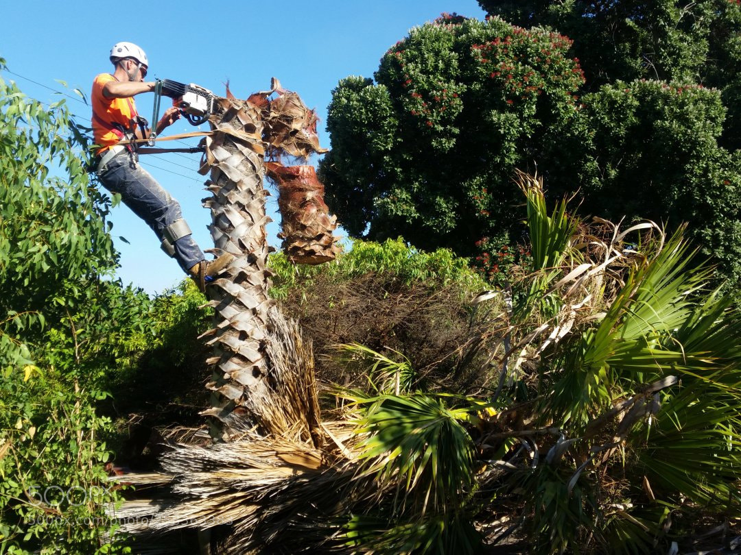 Samsung Galaxy S5 sample photo. Palm tree removal brisbane photography