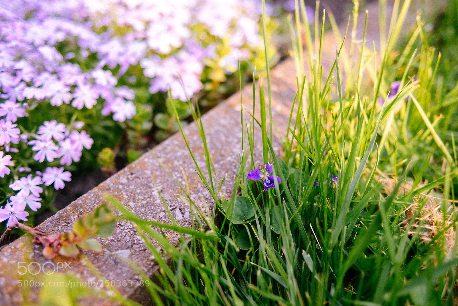 Nikon D600 sample photo. Untitled photography