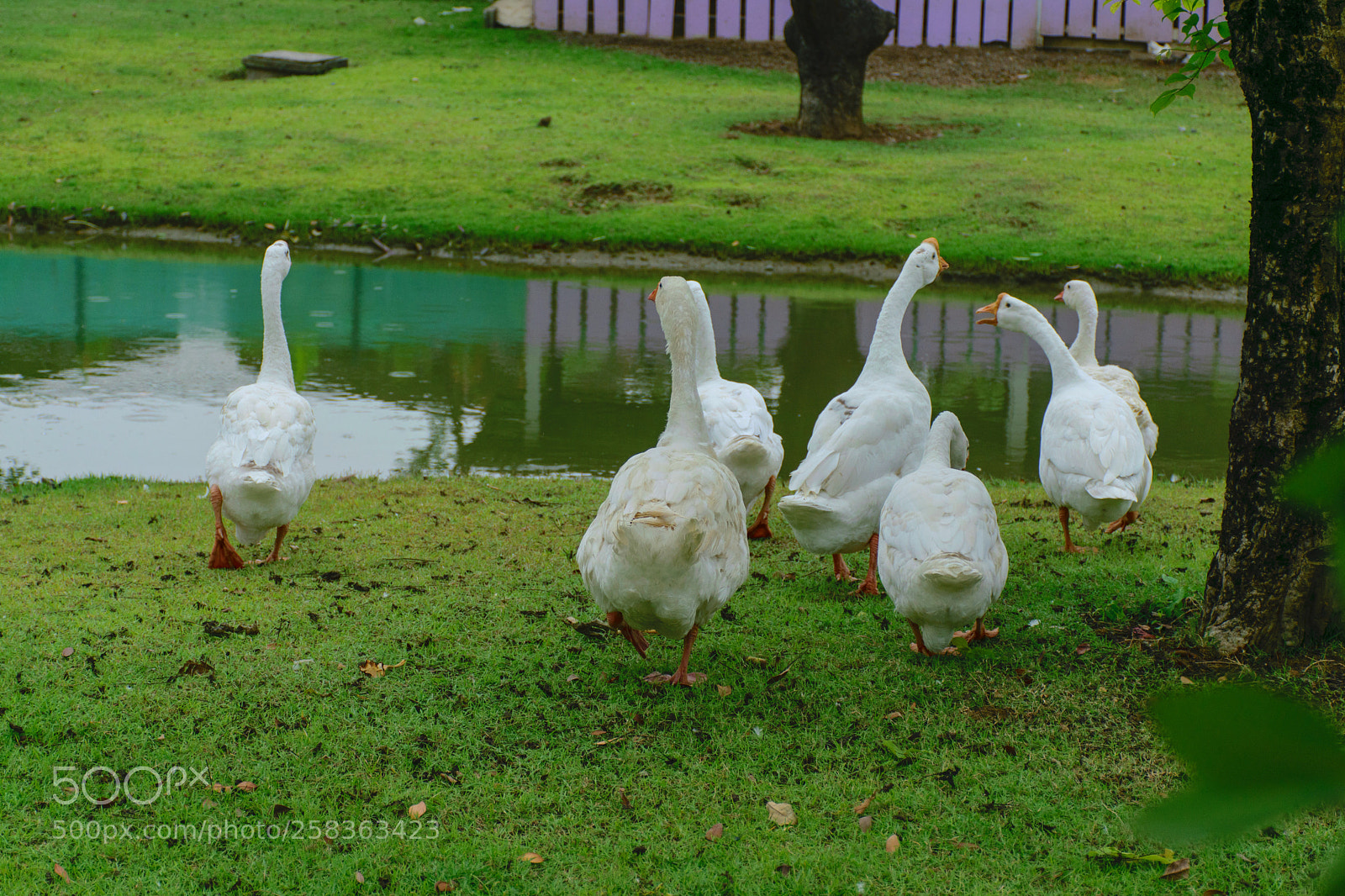 Nikon D5300 sample photo. To the pond. photography