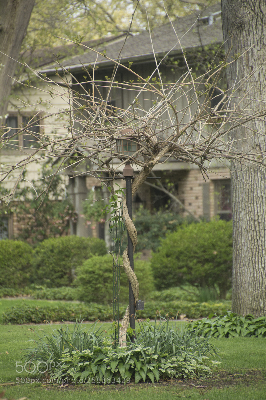 Canon EOS 1200D (EOS Rebel T5 / EOS Kiss X70 / EOS Hi) sample photo. Winding growth on the photography