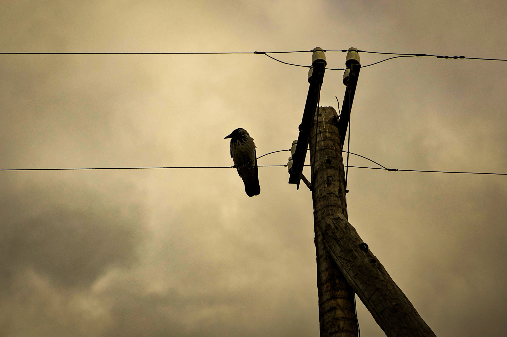 Canon EOS-1D Mark II sample photo. The crow(gymnast) photography