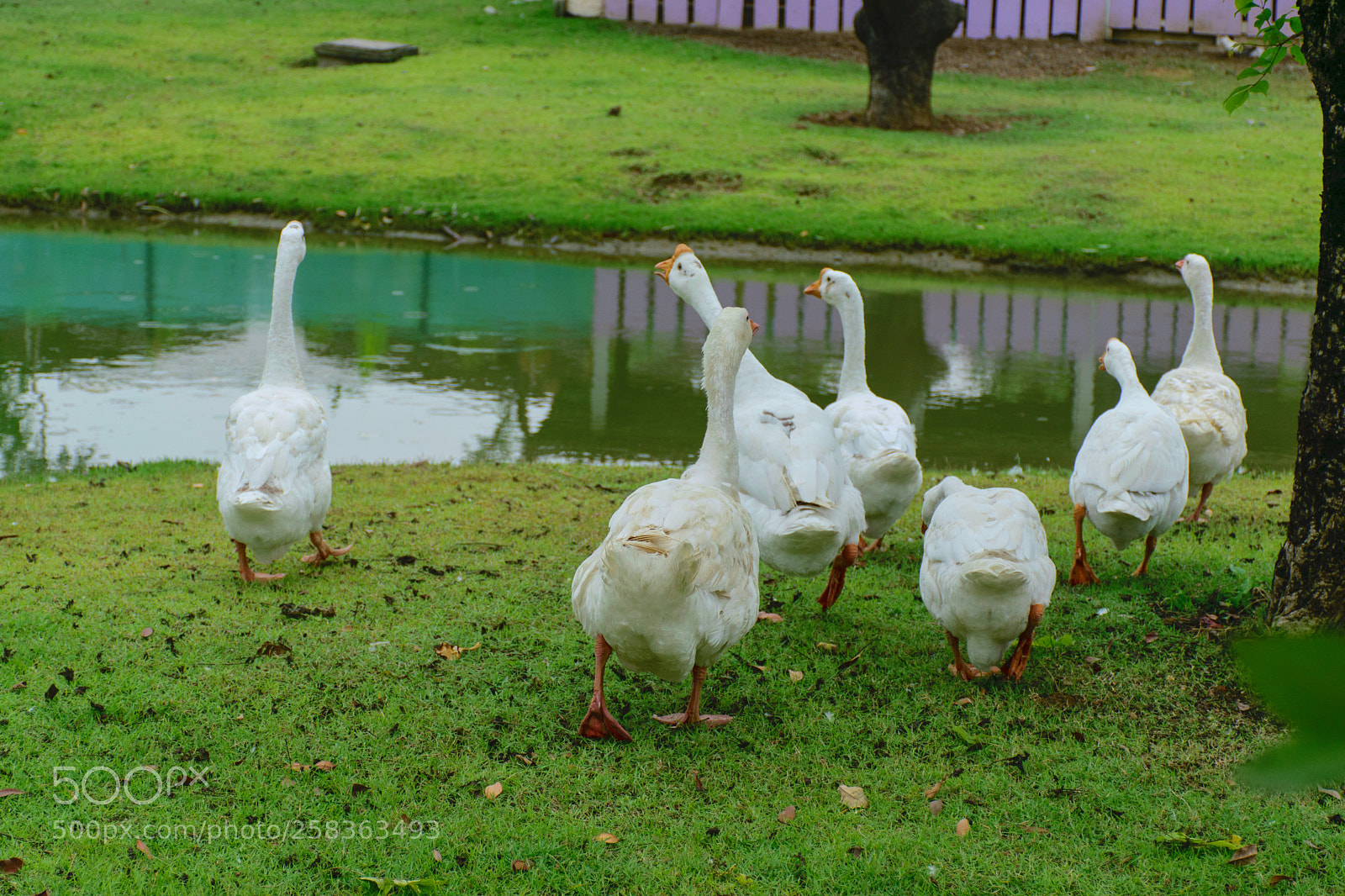 Nikon D5300 sample photo. To the pond. photography
