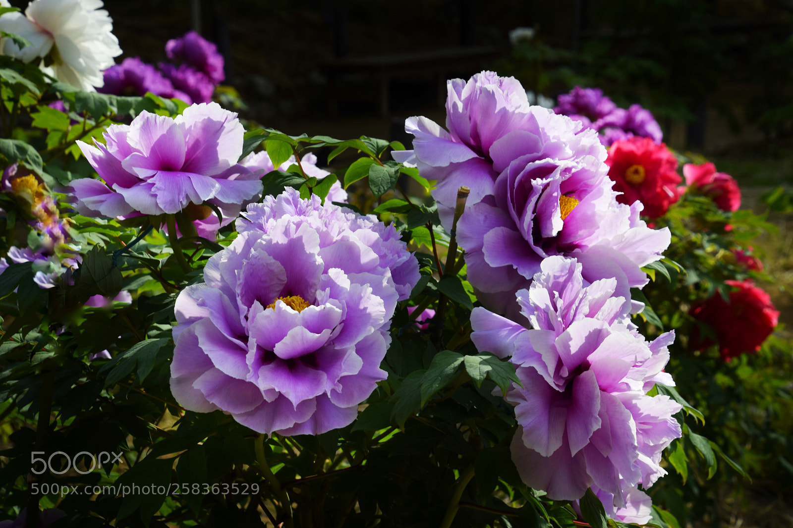 Nikon D3300 sample photo. Untitled photography