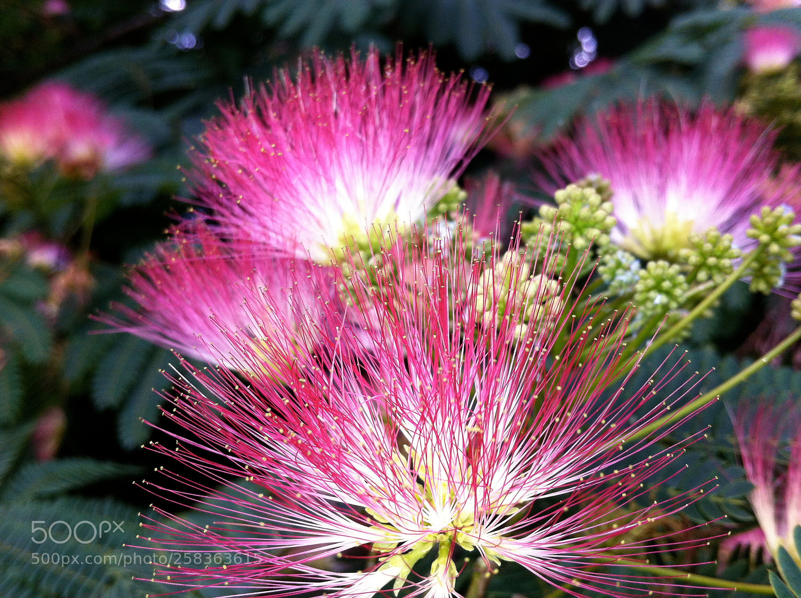 Apple iPhone 4 sample photo. Mimosa photography