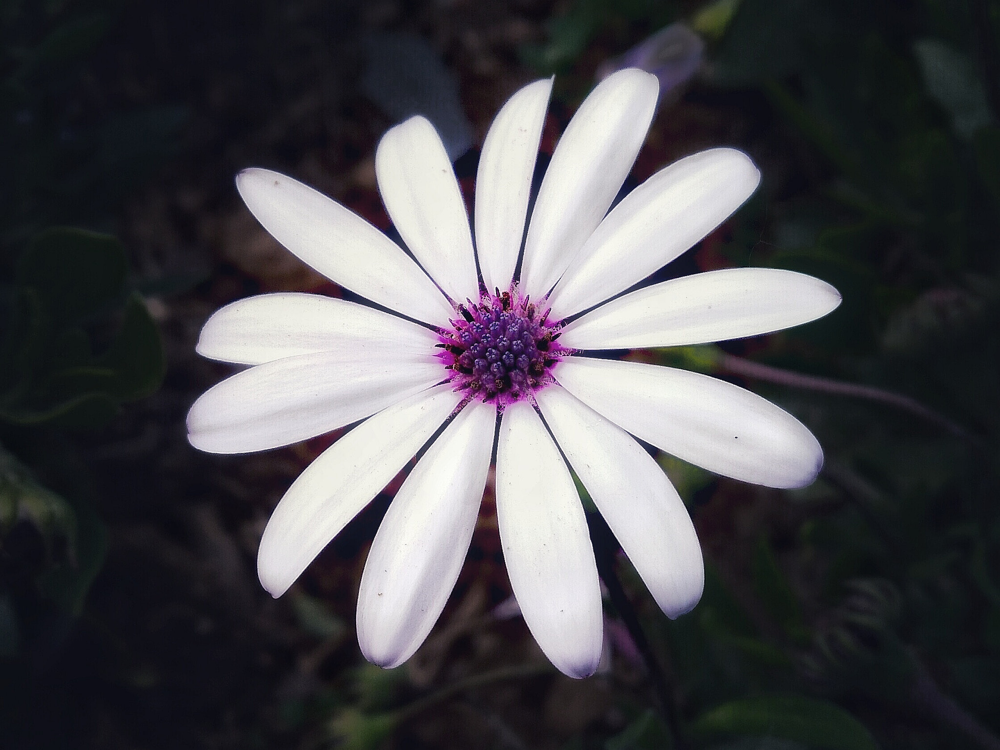 HUAWEI Y7 sample photo. Purple flower photography