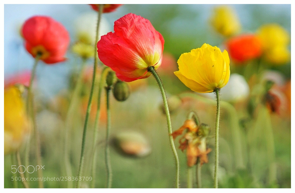 Sony a7 II sample photo. Poppy 2 photography