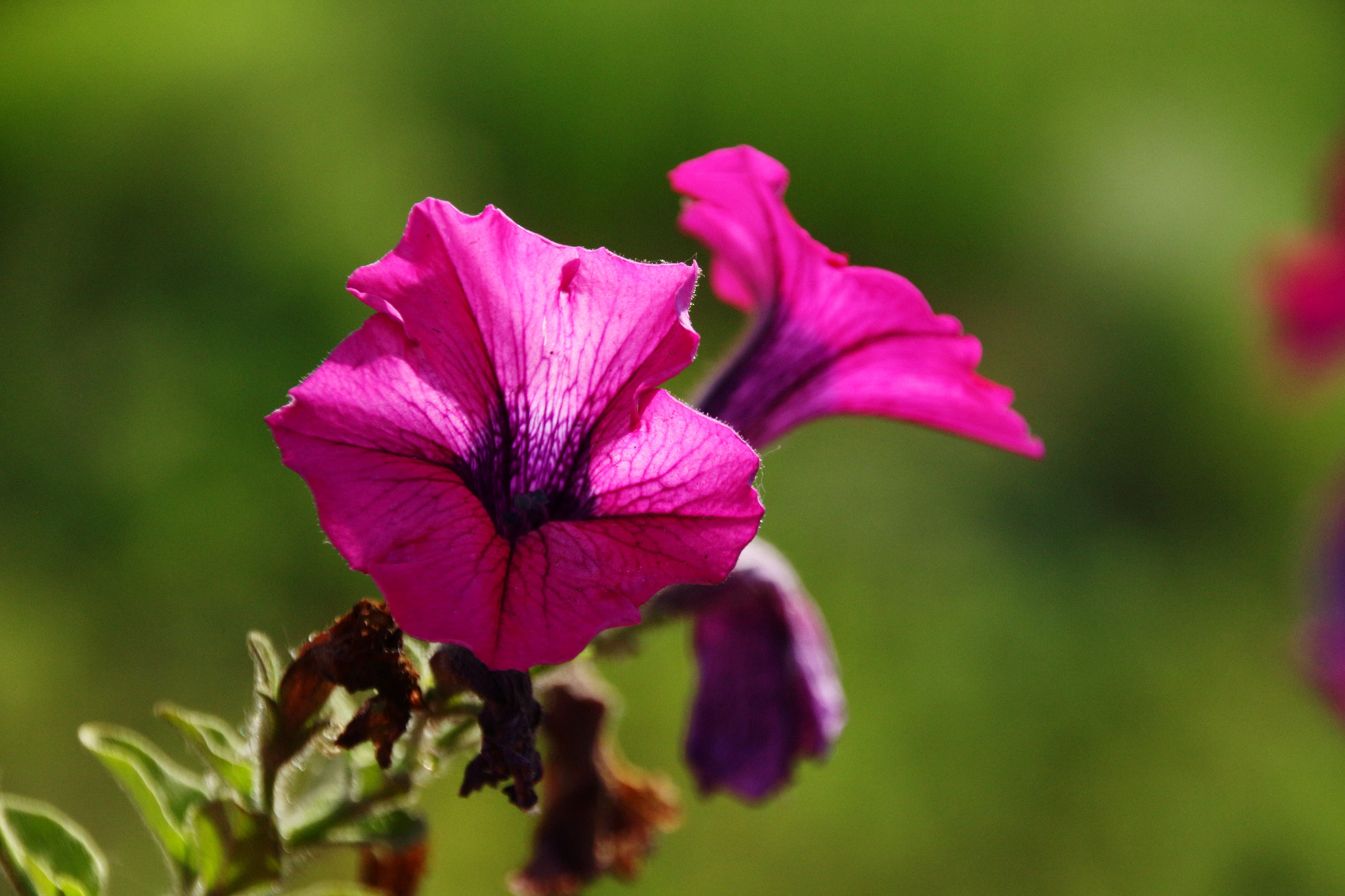 Canon EOS 650D (EOS Rebel T4i / EOS Kiss X6i) sample photo. Img photography