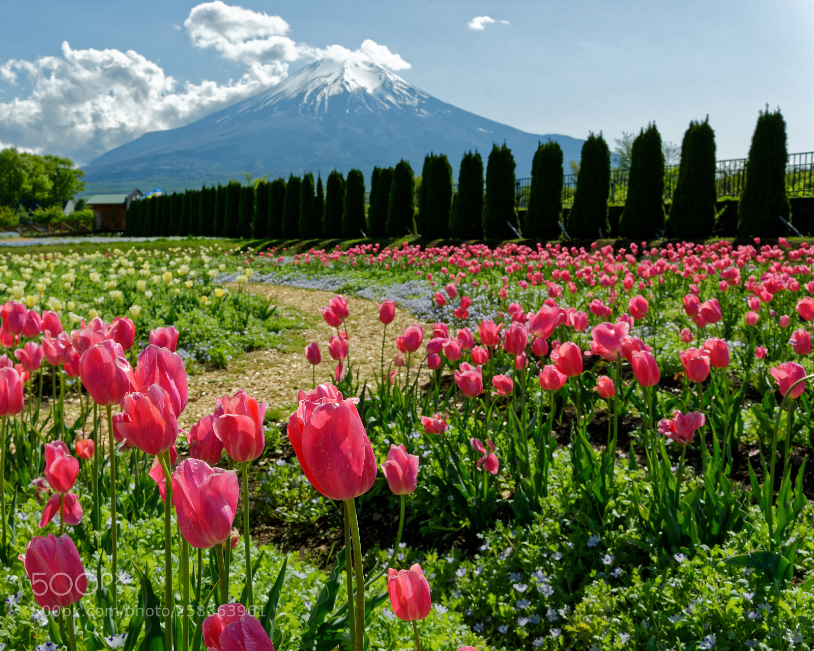 Nikon D7200 sample photo. Tulips with mt.fuji photography