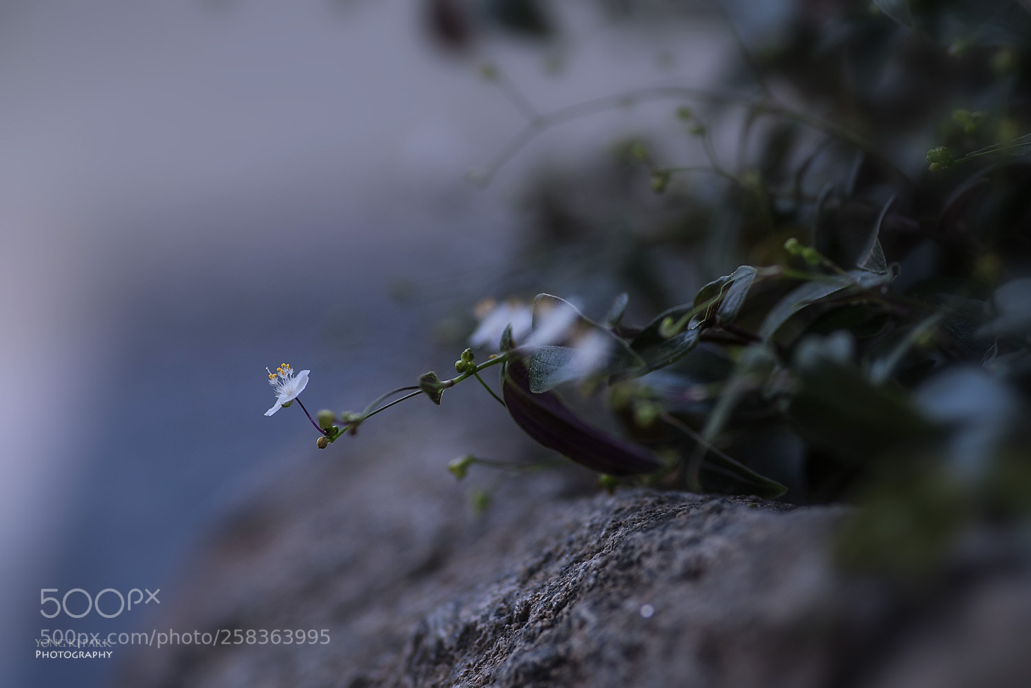 Pentax K-1 sample photo. Dreaming with flowers-2 photography