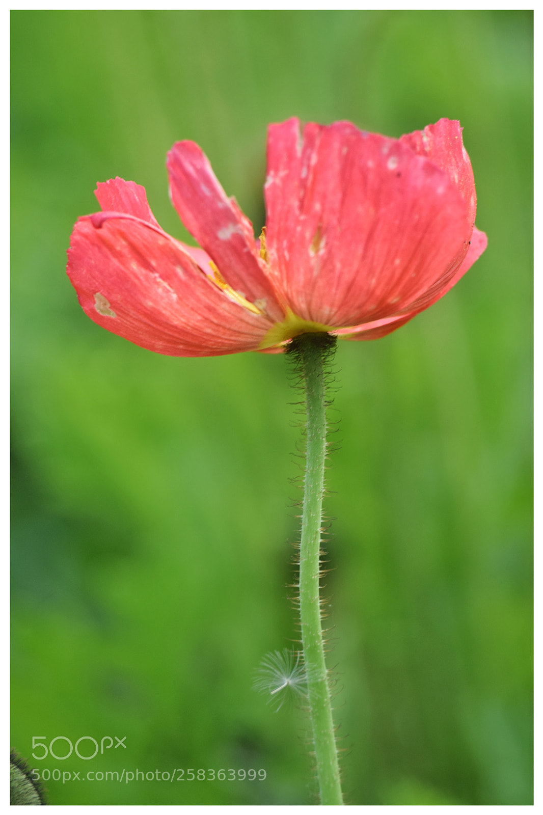 Nikon D3300 sample photo. Poppy 3 photography