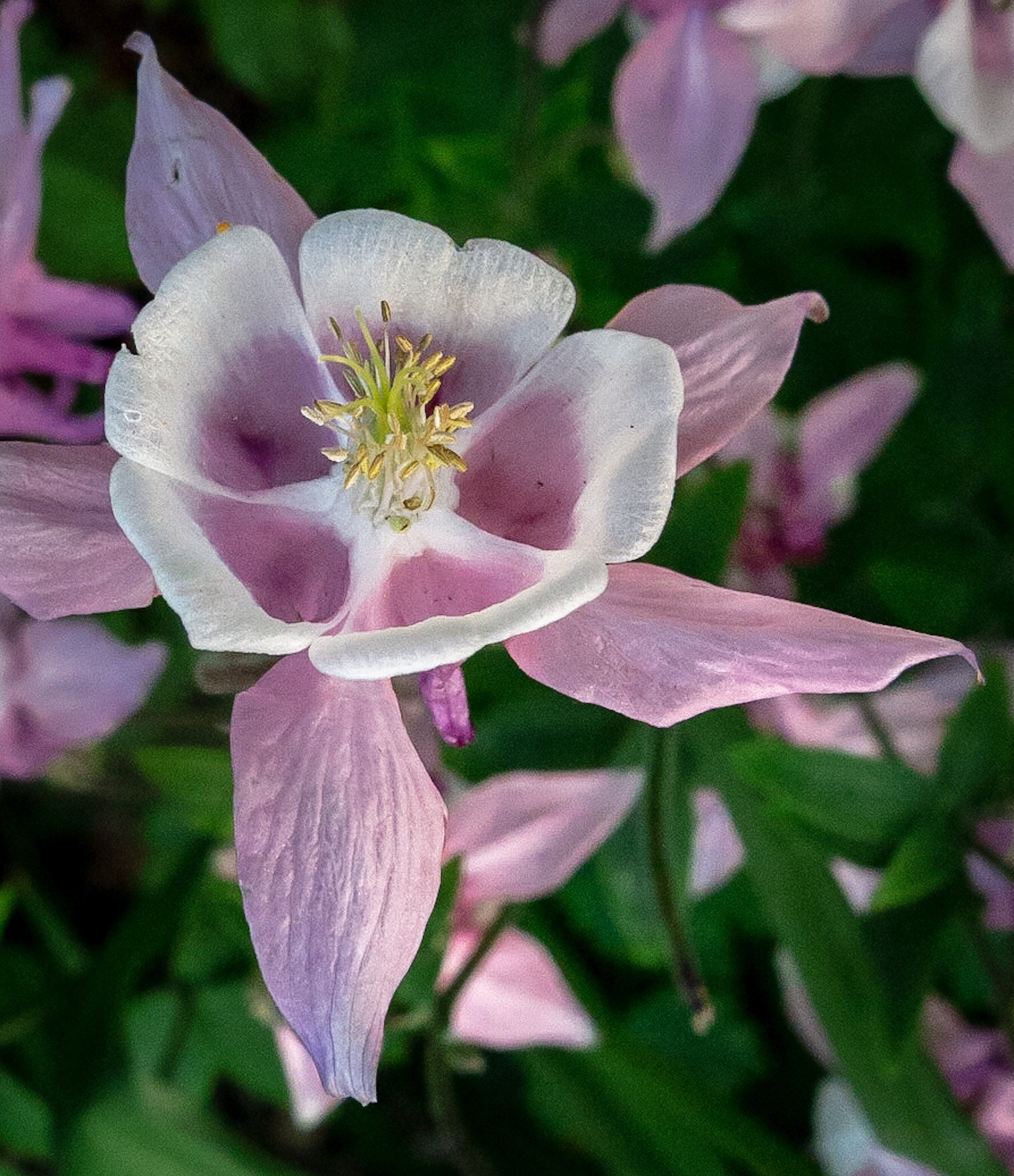 Canon PowerShot G1 X Mark II sample photo. Cool  photography