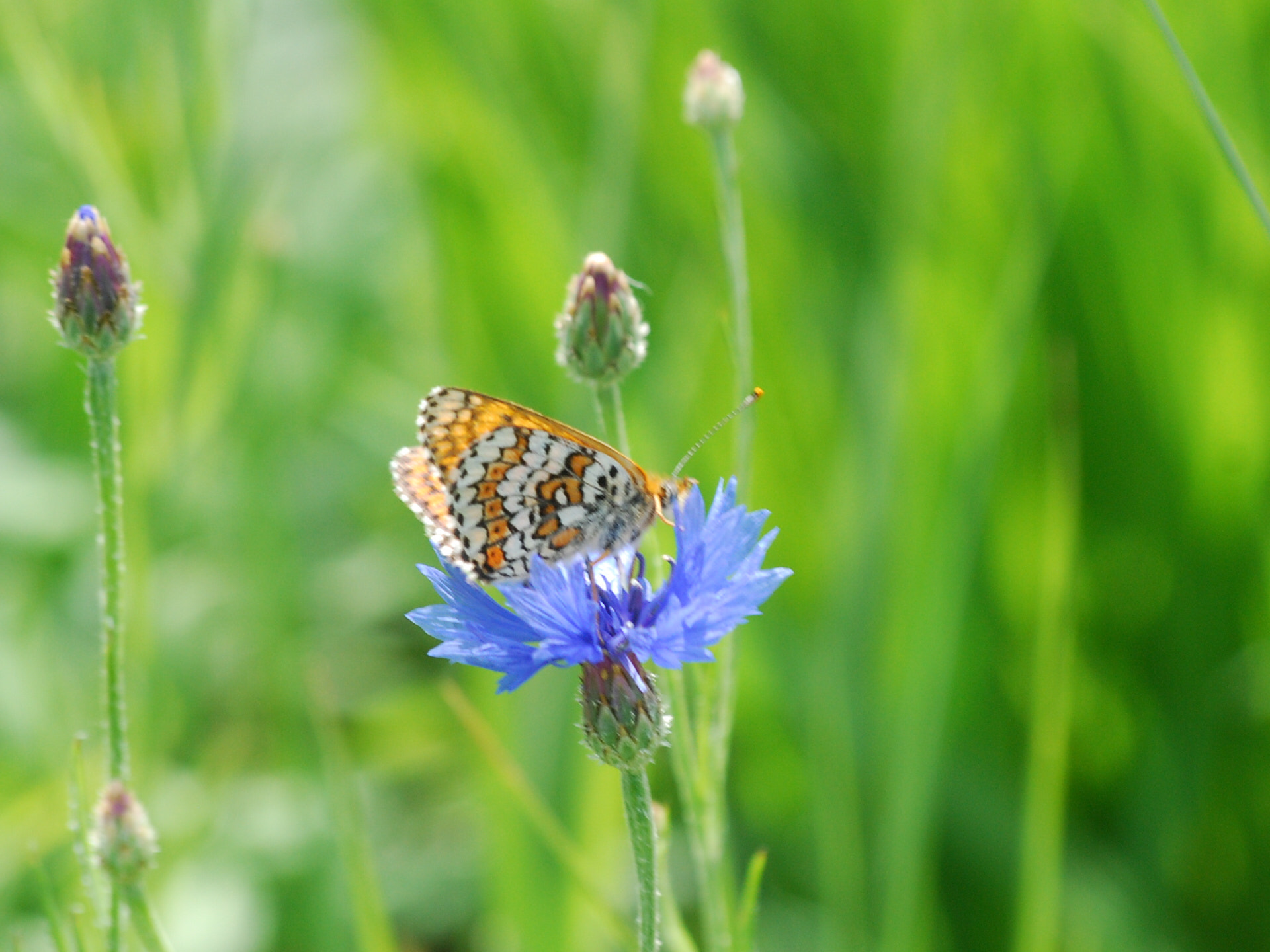 Sigma 70-300mm F4-5.6 APO Macro Super II sample photo. 1614.jpg photography