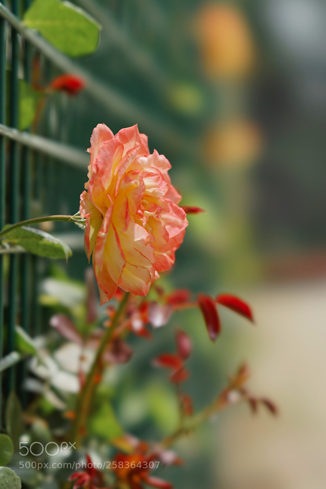 Sony a7 II sample photo. 清风拂槛露华浓 photography