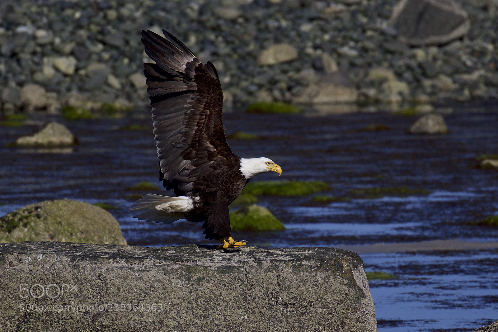 Canon EOS 7D Mark II sample photo. A bald eagle at photography