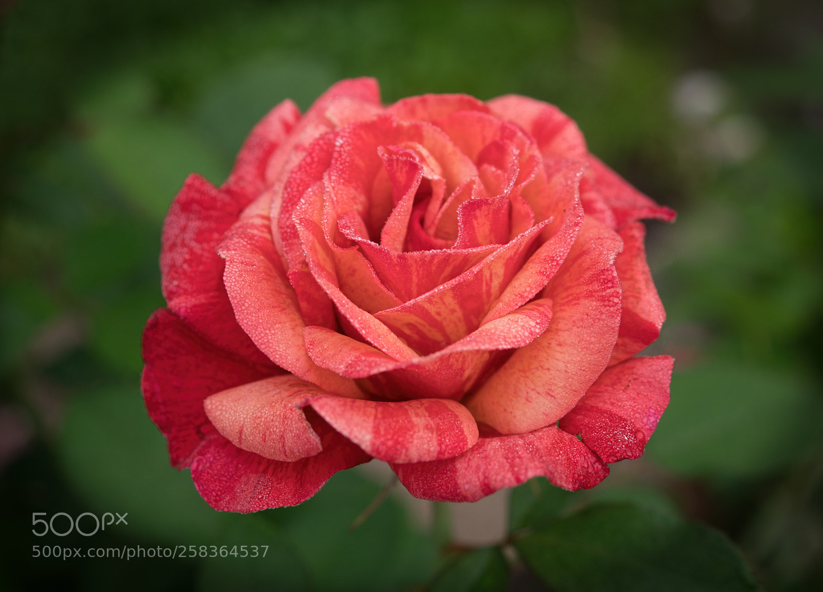 Sony SLT-A68 sample photo. Dew on a rose photography
