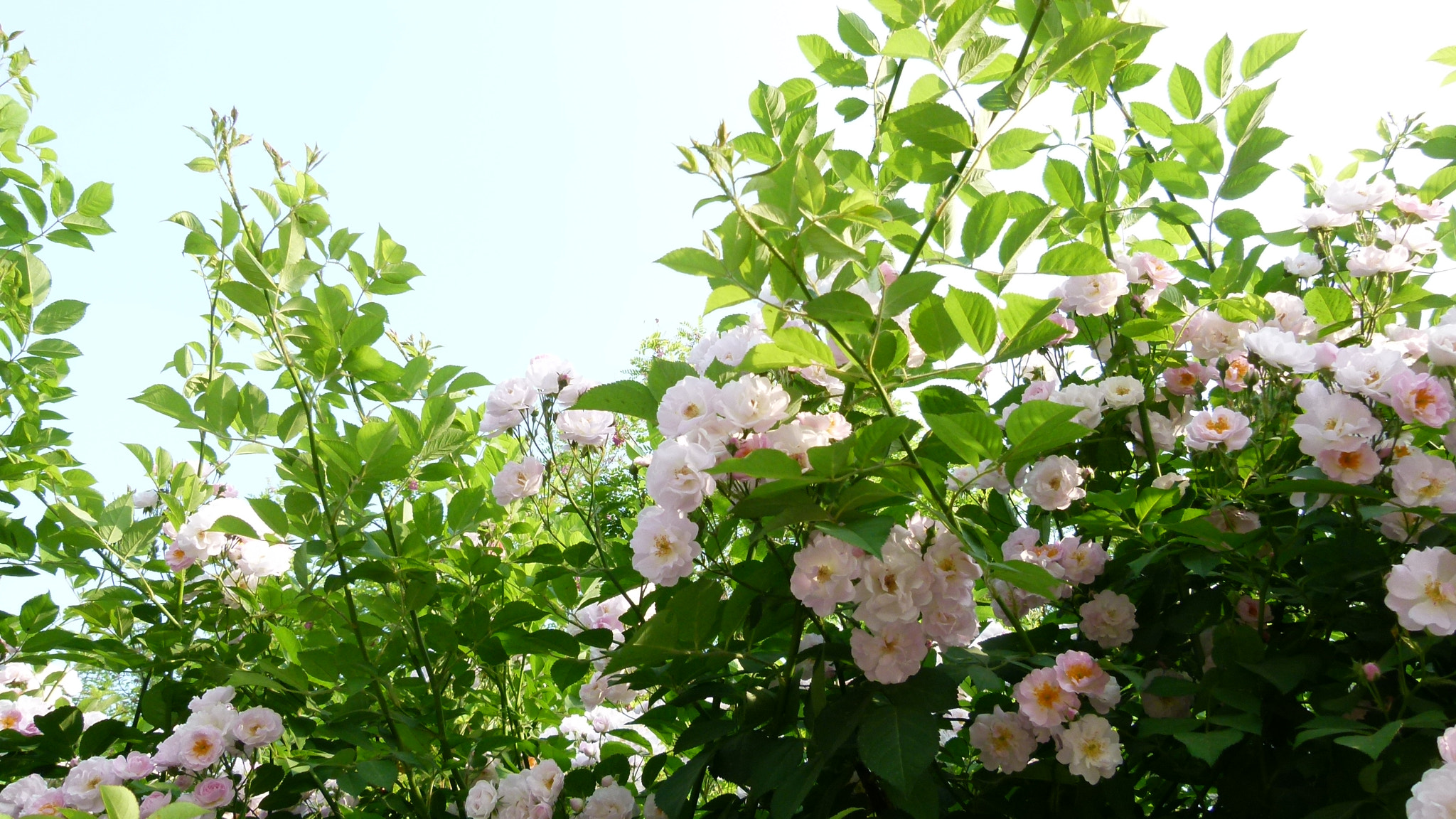 Leica V-Lux 2 sample photo